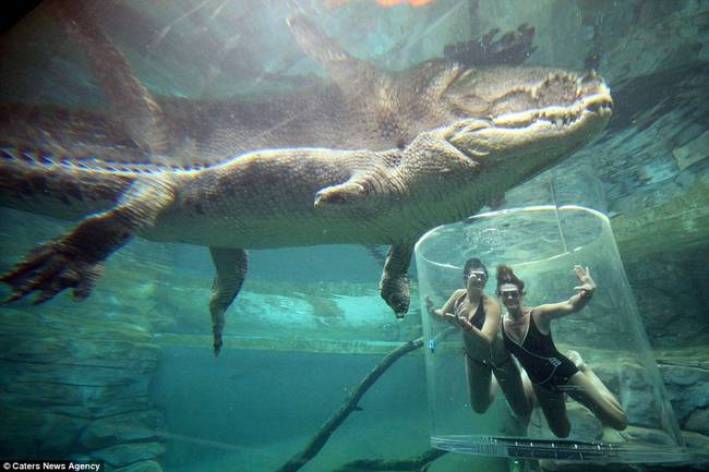 鳄鱼主题公园的发言人说：「人们挑战近距离接触鳄鱼是一种恐惧与兴奋交加的情绪，他们对未知感到恐惧，也对如此巨大的动物感到好奇。」