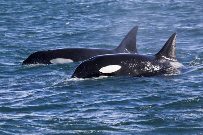 1.)殺人鯨與海豚比他們與"鯨魚"更有關係。 