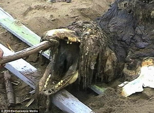 这是由士兵在俄罗斯的海岸上发现的尸骸，有着奇异的外型，专家必须要一探究竟才会知道到底是什么样的生物。