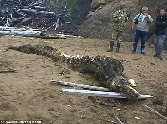 這個生物是在俄羅斯極東的庫頁島（Sakhalin）海邊被發現的，經由初步的檢測，發現這並不是魚，由骨骼看起來，這也不是鱷魚或是短吻鱷。