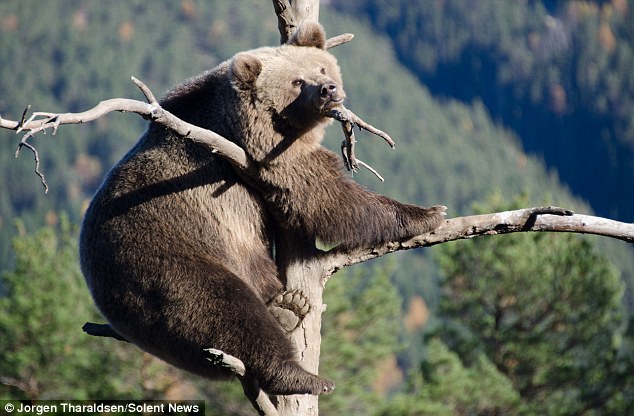 這位攝影師認為，遊走於森林中的公熊有可能是促使小棕熊爬上樹頂的另一個原因。