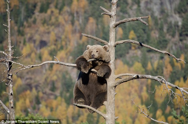 4歲的小棕熊，挑了最高處作為自己的午睡地點。