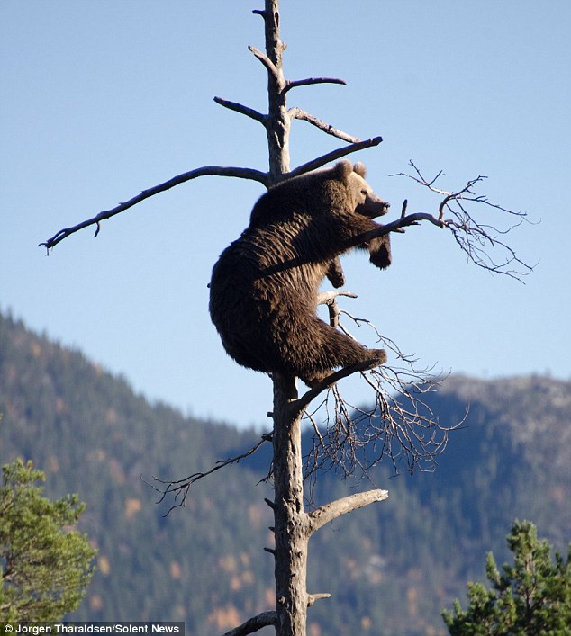 Has she twigged the danger? A brave four-year-old Brown bear climbed almost to the top of a huge tree in Norway just so she could doze