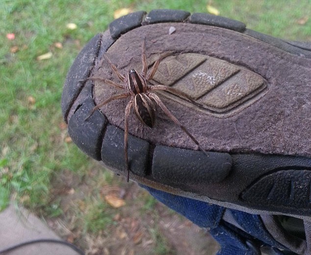 漏斗型蜘蛛是你能夠在澳洲遇見最毒的一種蜘蛛，其中公性蜘蛛又比母性更毒6倍以上。它們能夠輕易的穿越鞋子的內層組織。