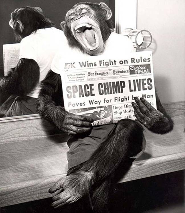 從外太空回來的猩猩，開心的拿著報導自己的報紙。