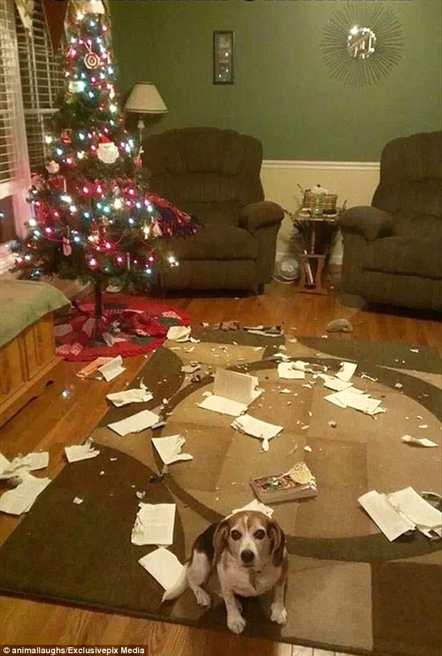 'I just thought I'd help you open the cards': One dog looks shameful after destroying its owner's lounge