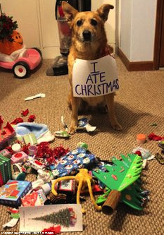 The ultimate dog shaming: This pooch dutifully accepts his punishment for helping open everyone's presents