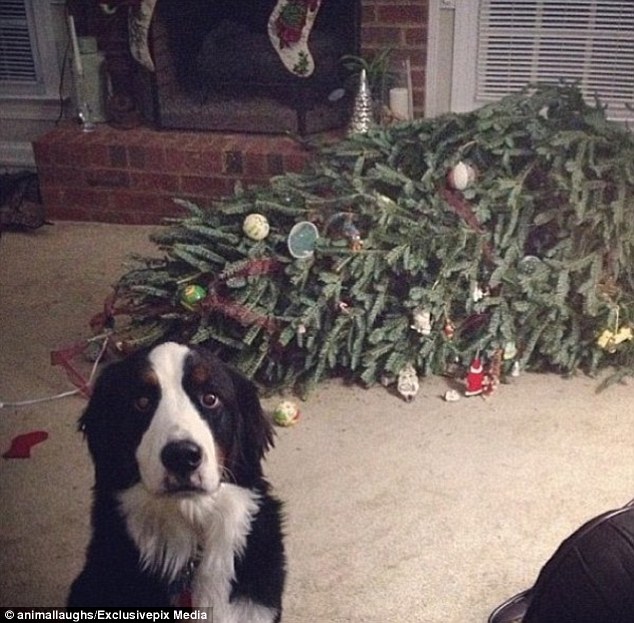 'I know this looks bad, but it was the cat': The custom of bringing a tree indoors is too much for some pets