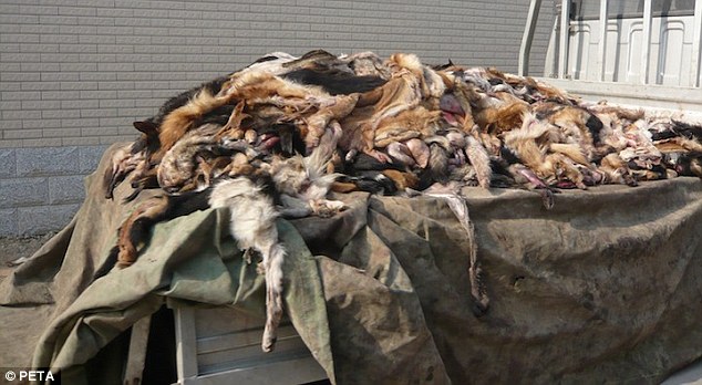 Cruel hand: A pile of dog corpses on the back of a van. Their skin is being used to make gloves, shoes and other leather products at a factory in China, reports an animal rights charity