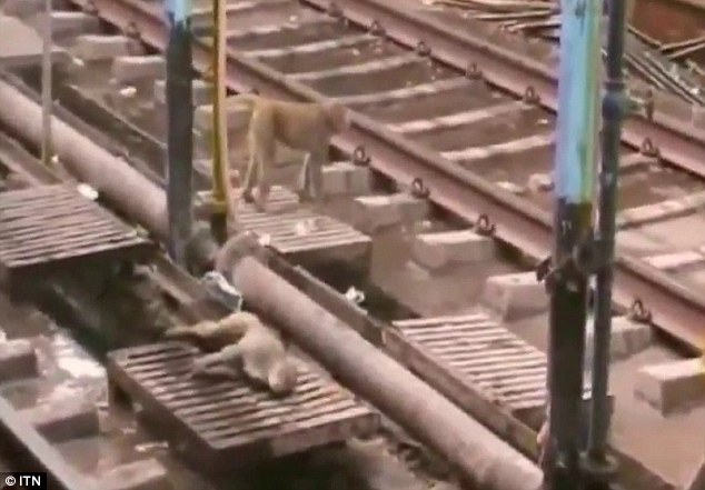 一只猴子因为爬到高压电缆线上而遭到电击摔落到铁轨上、完全瘫软无力，随时都有可能被呼啸而来的火车给辗过。