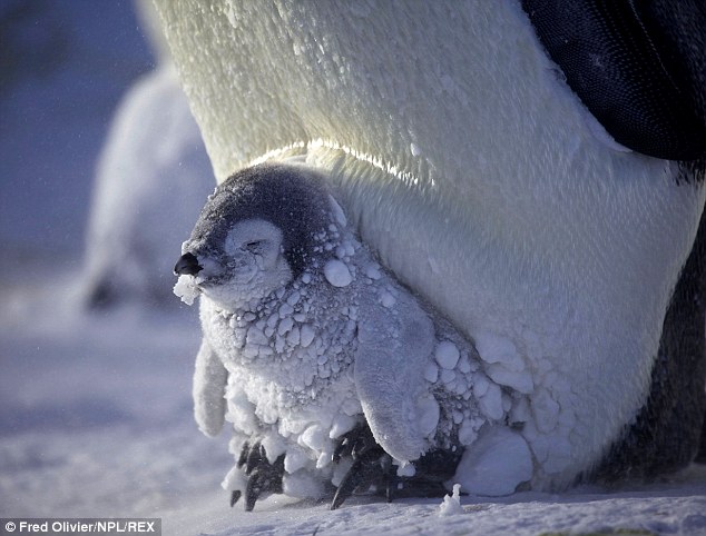 国王企鹅为了确保刚出生小孩的安全，会长途跋涉，挑个合适的地区来产卵、孵育新生儿，他们会从原来的栖息地移动约120公里(75英里)，抵达合适的繁殖区后，母企鹅会将卵产下，而后交由公企鹅把蛋放在脚上孵蛋。