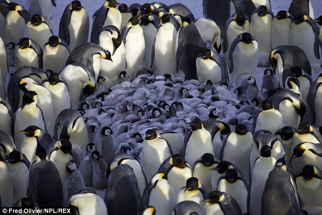 在南极洲，国王企鹅为了让他们的小孩能够免受寒风吹袭之苦，成年的企鹅们会站在小孩旁边替他们抵挡寒风，甚至成群围成一圈，让小企鹅们躲在里面来躲避寒风。