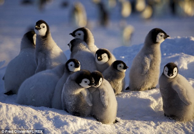 为了确保蛋里面的小孩不会因为地面的冰冷而死亡，所以直至孵化期间公企鹅都不会将蛋放下，通常这段时间(约2个月)公企鹅会停止进食，而生完蛋的母企鹅就会再长途跋涉至栖息地觅食，再将小宝宝的第一餐带回繁殖地。
