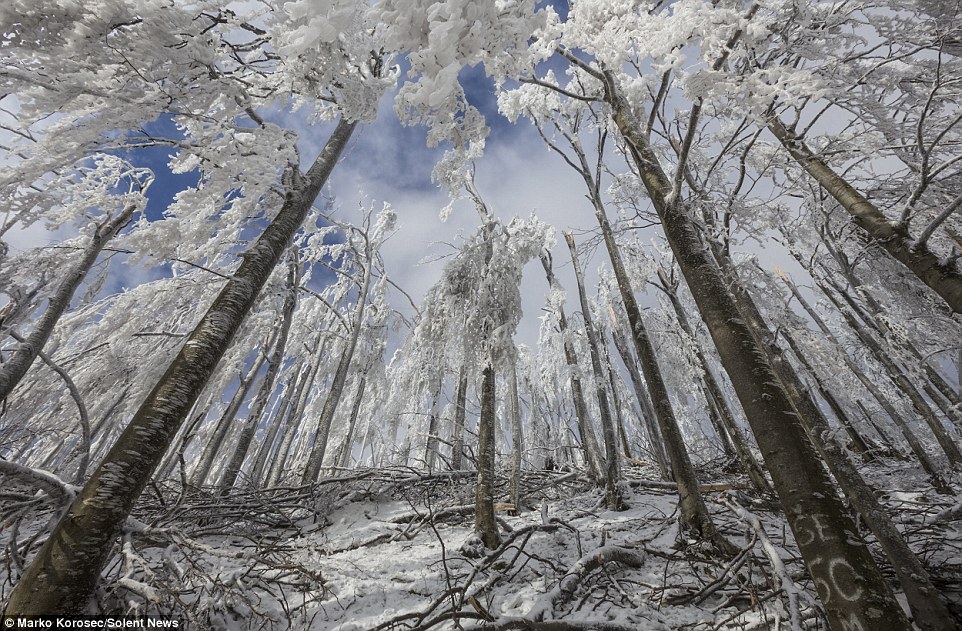 The weight of the ice layers was enough to topple some of the huge trees in the Slovenian forest, pictured above