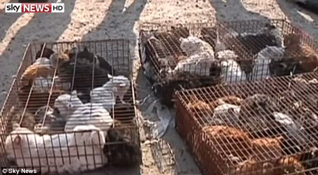 这些被偷走的动物都会被拿来贩卖，来利用他们的毛皮或是肉。在中国部分的地区，吃猫肉算是个可以被文化接受的行径。