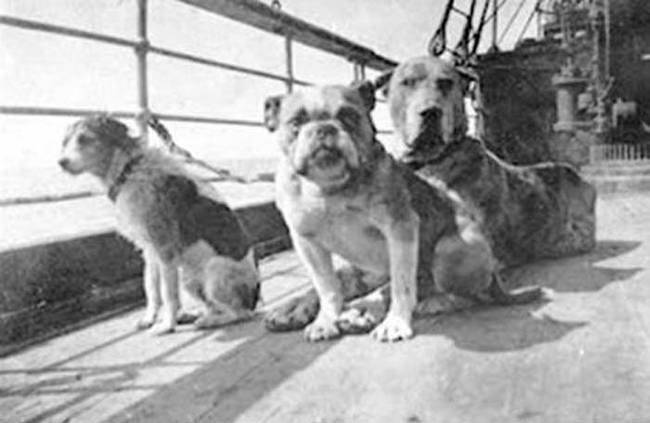 從鐵達尼號沈船事件生還的狗