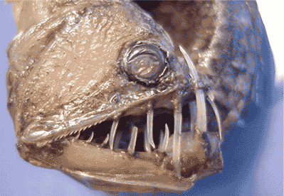 毒蛇魚(Viperfish)