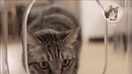 Bistro — 智慧型臉部辨識貓咪餵食器