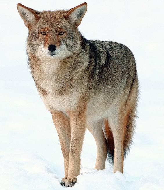 11.) 西元2009年: 加拿大民謠歌手泰勒米契被郊狼攻擊而死，這也是唯一一起因郊狼攻擊而死亡的紀錄。