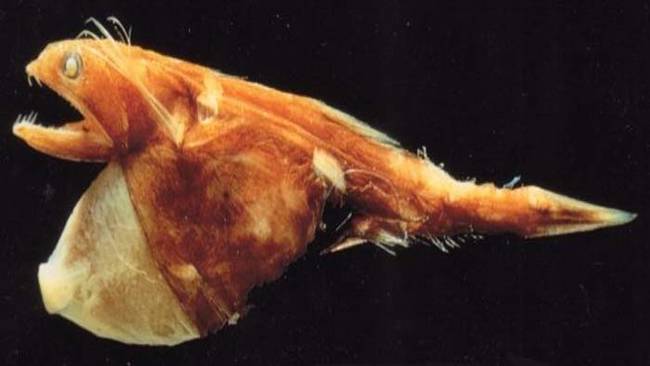 一些科学家认为叉齿鱚在吃猎物时会先从尾巴开始吃，接着慢慢用自己的方式「走」到猎物的底端。他们会持续这样吃猎物，直到整条鱼塞满他们肿胀的肚子。