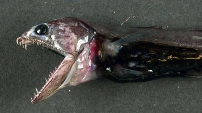 「叉齿鱚」（Black swallower）是一种生活在深海的鱼类,最大只长到10英吋,但