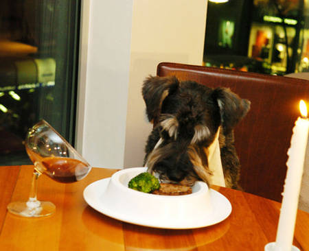 5.) A nice candle lit dinner for a good dog.