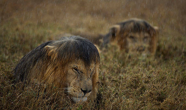 15.) 淋雨後一點都不兇猛的獅子。