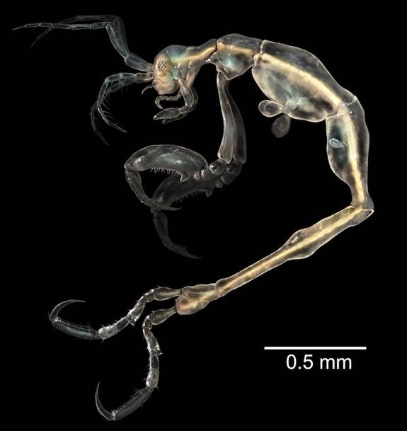 4.) Skeleton Shrimp - <em>Liropus Minusculus</em>