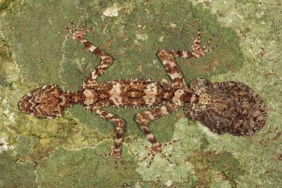 1.) Leaf-Tailed Gecko - <em>Saltuarius Eximius</em>