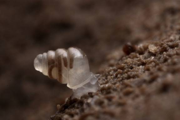 5.)透明的蜗牛 (Zospeum Tholussum)