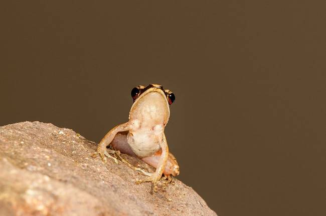 7.) Urban Golden-Backed Frog - <em>Hylarana urbis</em>