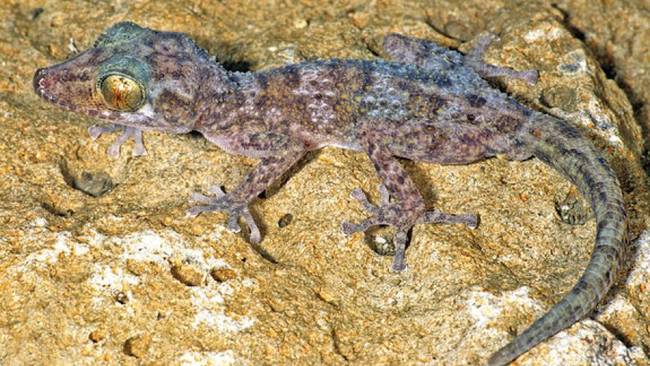 13.) Nocturnal Gecko - <em>Paroedura Hordiesi</em>