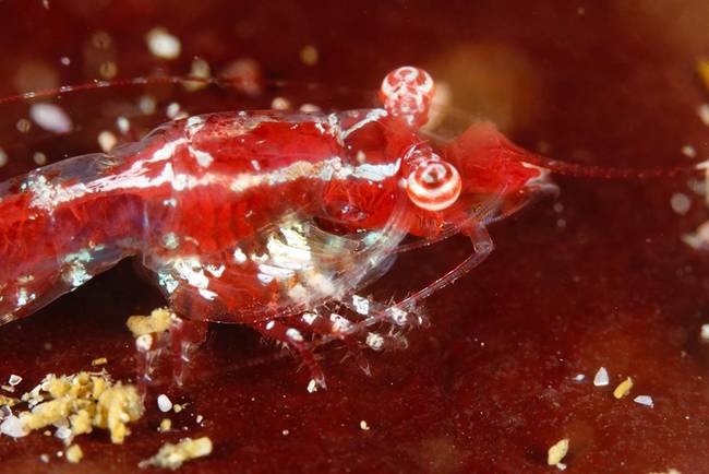 15.) Star-Gazing Shrimp - <em>Mysidopsis Zsilaveczi</em>