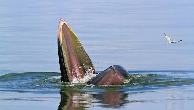 16.) A Subspecies or an Entirely New Species: Bryde's Whales
