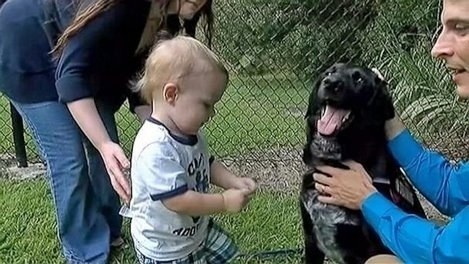 When Killian the dog saved his 7-month-old human from an abuser.