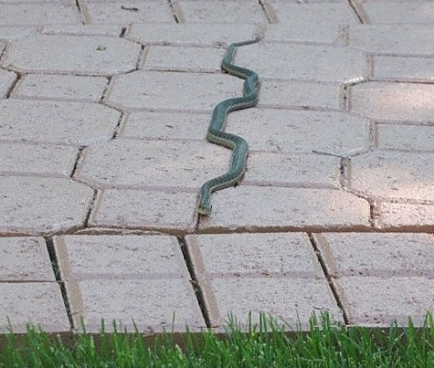 This snake&#39;s path of least resistance. &#x1F40D;