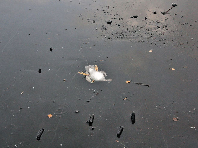 A man saw a duck trapped below ice in a lake in Norway. The duck was barely moving, clinging on to life. 