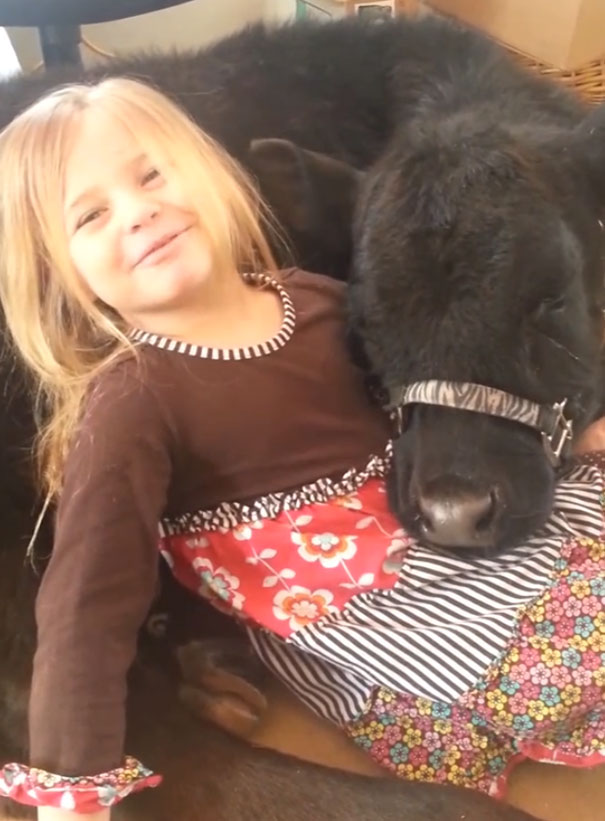 little-girl-pet-calf-cow-nap-breanna-izzy-9