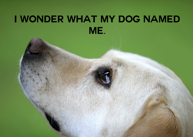 "我想知道我的狗狗幫我取了什麼名字。"