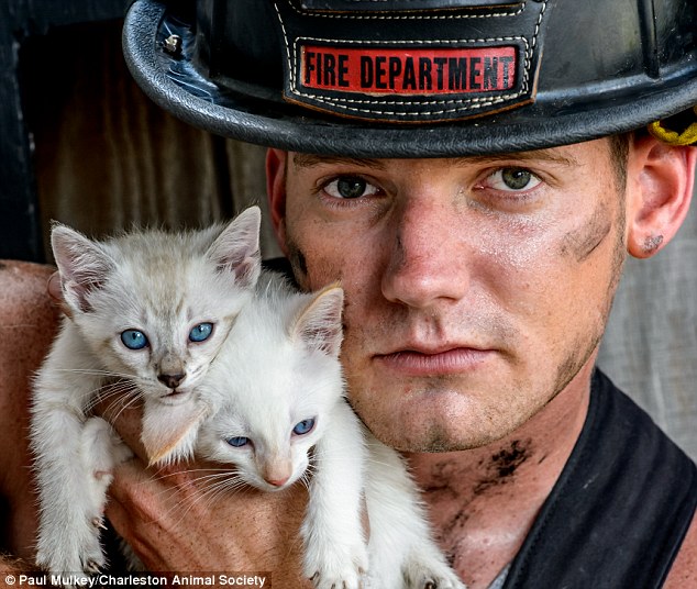 Meow! According to the charity, the calendar stars 15 of the area’s 'bravest animal-loving firefighters'