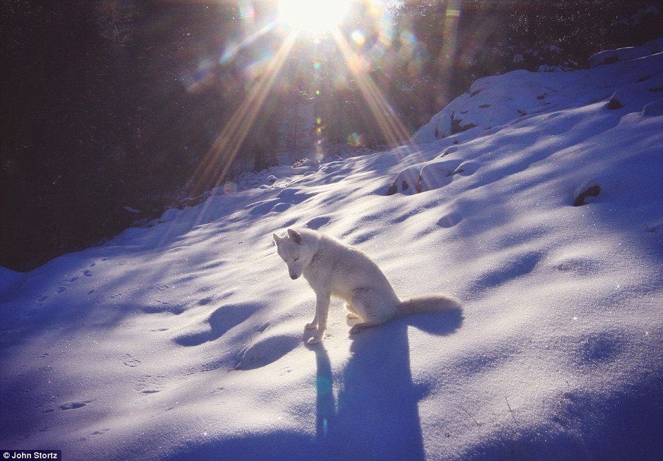 The untouched snow and low sun create the perfect pictures for Wolf and John in Angeles National Forest