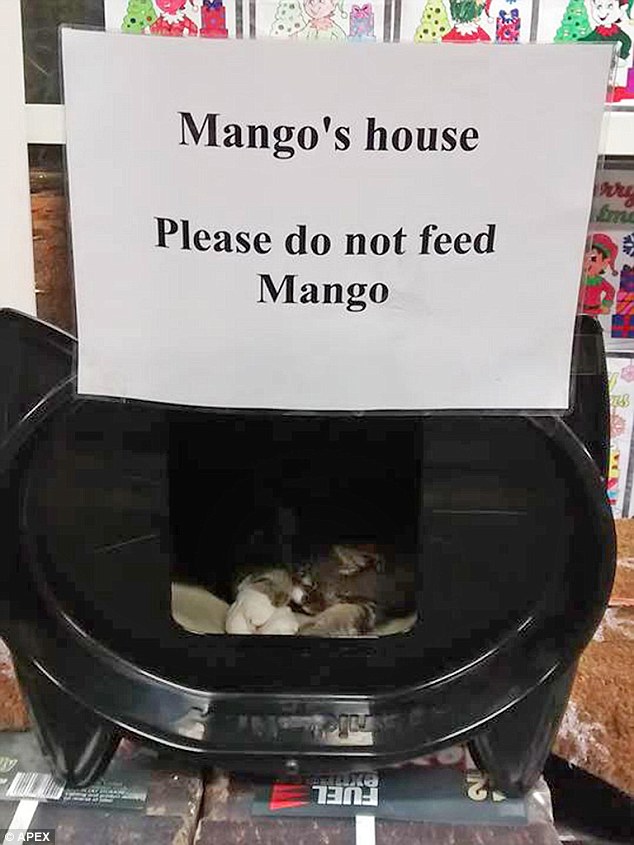 他還有個小窩，上頭寫著「芒果的家，請不要餵食芒果。」