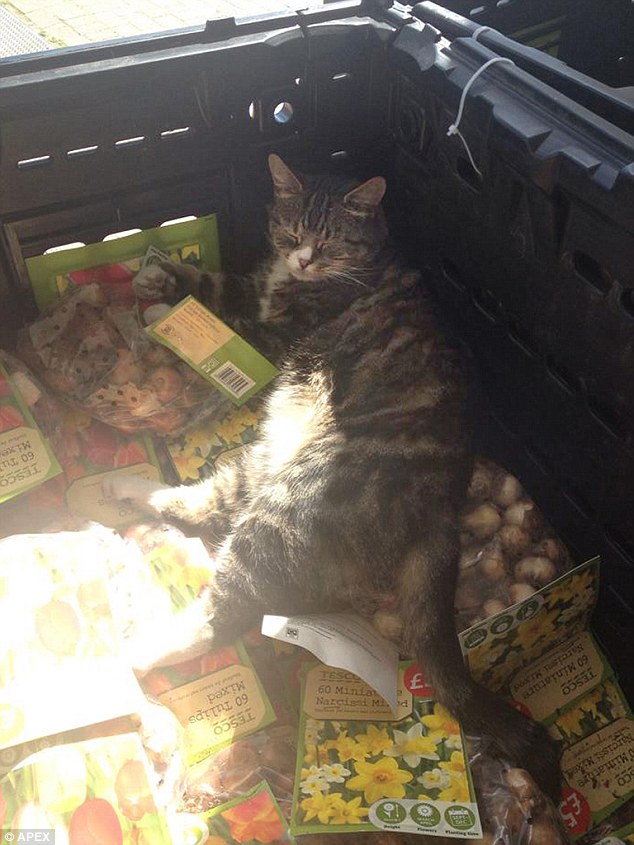 Mango enjoys some sun in what would appear to be the gardening section as he lays in a basket full of seeds