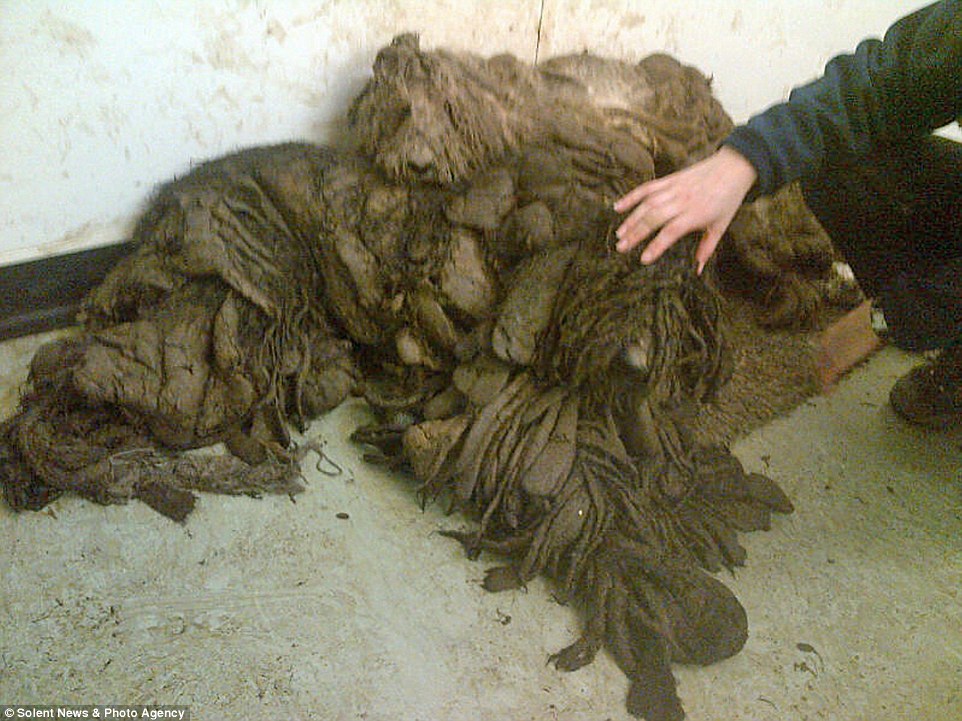 在英国温彻斯特 (Winchester) 的街头，发现了9只贵宾犬，一只母亲和8只小孩。这些狗狗已经完全看不出来是狗的样子了，眼下的他们，试着要在厚重的毛发下好好站立，由于毛发过长且脏乱，看起来就像是一堆不丢在路边的脏布。