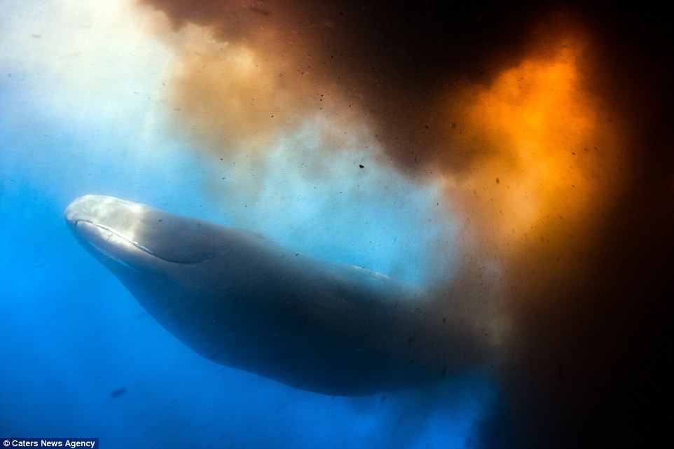在多米尼克 (Dominica)，4位潛水客原先是獲得了政府的許可要來海中探索，但就這麼被一頭30公尺長的抹香鯨以如沙塵暴般的排泄物給攻擊了。