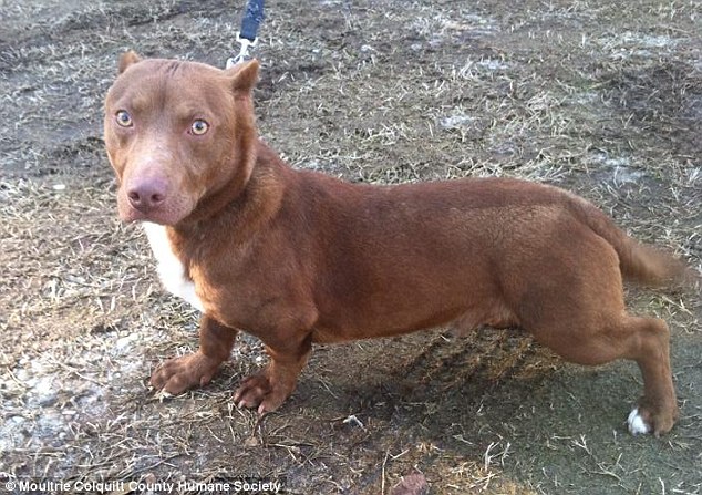 在乔治亚 (Georgia) 一个动物协会，最近正在帮这只狗狗Remi找一个家，而没错，Remi就是比特犬跟腊肠犬的混种狗狗，看起来真的是可爱到爆表了。