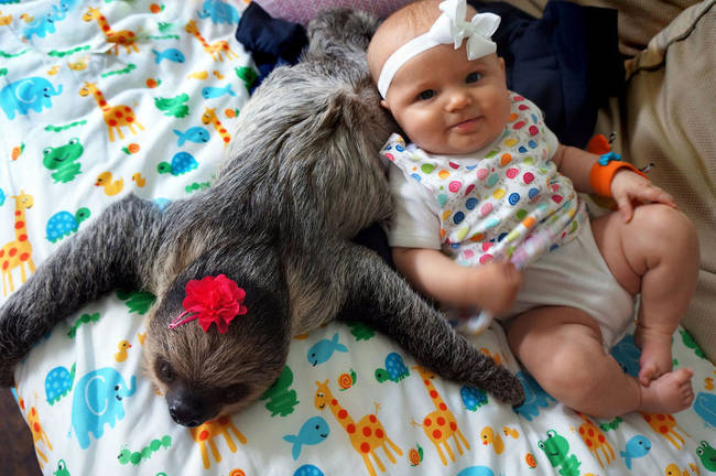 48.) This sloth who became <a href="http://anims.viralnova.com/baby-sloth-best-friends/" target="_blank">instant besties with her family's new baby</a>.