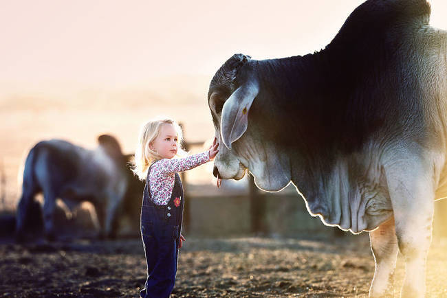 42.) This precious little girl girl who has <a href="http://www.viralnova.com/girl-bulls/" target="_blank">brahma bulls for besties</a>.