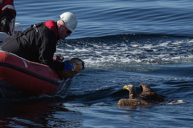 8.) This poor eagle who was <a href="http://www.viralnova.com/drowning-eagle/" target="_blank">rescued at sea</a>.