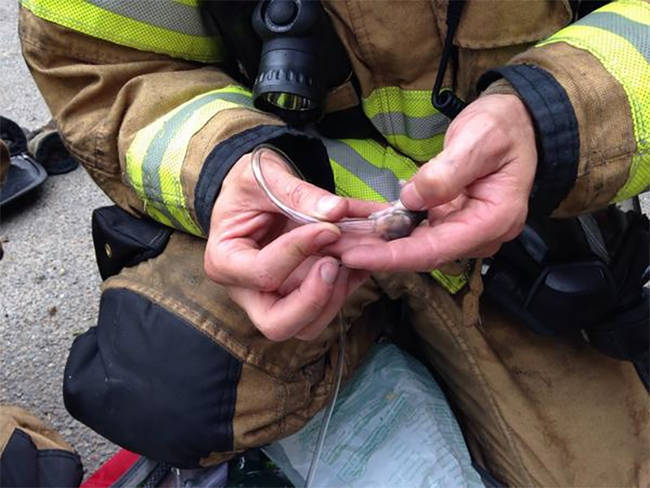 38.) The firefighter who made sure to rescue every member of a house that went up in flames, <a href="http://www.viralnova.com/hamster-rescue/" target="_blank">even the pet hamster</a>.